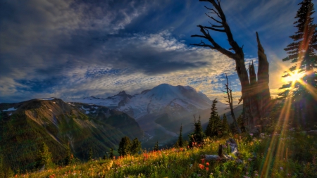 gorgeous sunbeams on a mountainside - mountains, flowers, tree, sunset, subeams