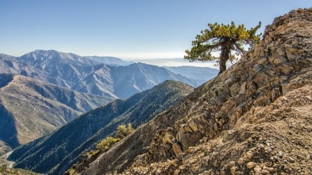 lone tree on a rocky mountainside - lone, mountains, tree, rocks