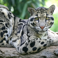 Clouded Leopard