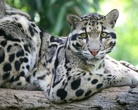 Clouded Leopard