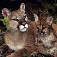 Cougars