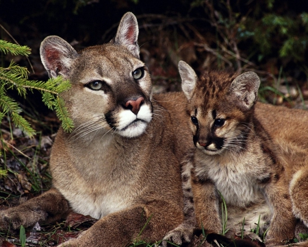 Cougars - cats, Servals, nature, animals