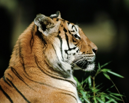 Tiger - cats, tigers, Tiger, animals