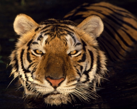 Tiger - cats, animal, nature, tiger