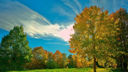 fantasatic autumn sunbeams - forest, clouds, sunbeams, autumn, grass