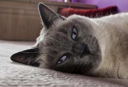 Cat - sleepy, cute, beautiful, cat, sleeping, kitty, cats, hat, cat face, paws, face, animals, pretty, beauty, sweet, kitten, lovely