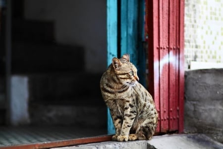 Cat - sleepy, cute, beautiful, cat, sleeping, kitty, cats, hat, cat face, paws, face, animals, pretty, beauty, sweet, kitten, lovely