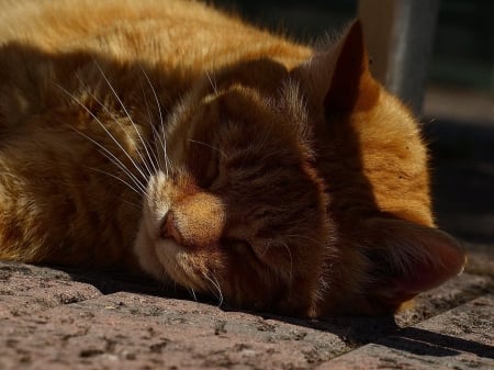 Cat - sleepy, cute, beautiful, cat, sleeping, kitty, cats, hat, cat face, paws, face, animals, pretty, beauty, sweet, kitten, lovely