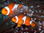 Clown Fish