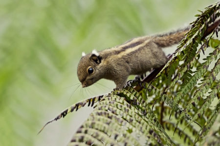 Squirrle - squirrle, animal, cute, nice, adorable, tree