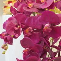 Fabulous Orchids