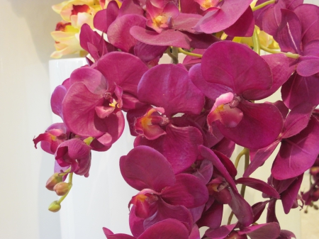 Fabulous Orchids - orchids, flowers, photography, red