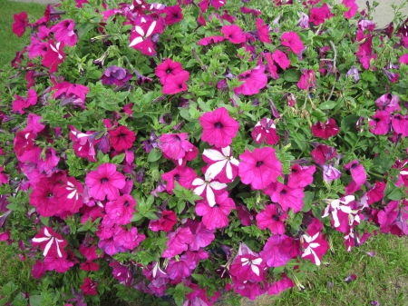 Pink Petunias pot - white, pink, red, photography, green, petunias, flowers