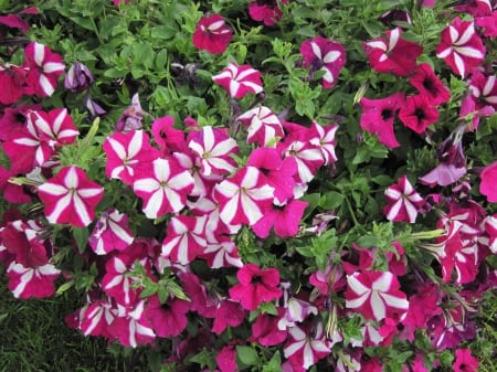 Petunias at the park - white, Flowers, red, green, photography, Petunias