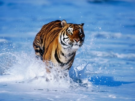 Snow Tiger - siberian tiger, snow tiger, tiger, tiger in snow