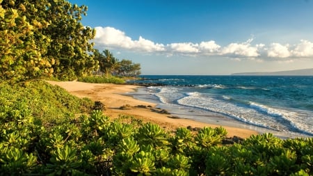 Polo Beach Maui - Hawaii paradise island - sea and sand - lush, beach, trees, pacific, paradise, polynesian, hawaii, polo, polynesia, yellow, ocean, islands, tropical, waves, exotic, maui, island, sea