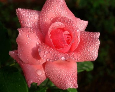 Dewdrops on a rose - dewdrops, beautiful, pink, wet, rose, lovely