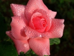 Dewdrops on a rose