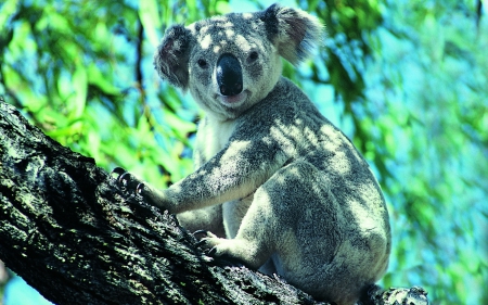 Koala - koala, animal, bear, nature