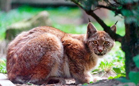 Lynx - animal, nature, photo, lynx