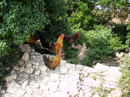 galinhas - coq, france, nature, animals