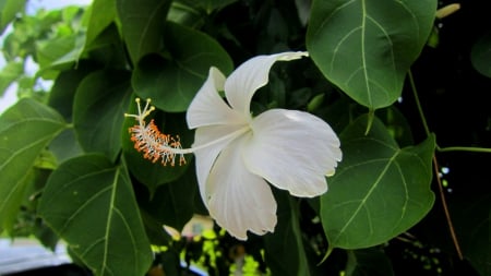 Hibiscus rosa-sinensis - Spherical pollen grains, Tropical Flower, flower, Hibiscus rosa-sinensis