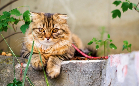 SUMMER REST - cat, summer, animal, eyes