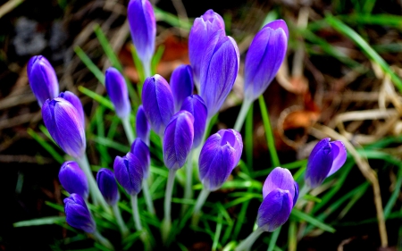 PRETTY BLOSSOMS - flowers, primroses, nature, summer, spring, crocus