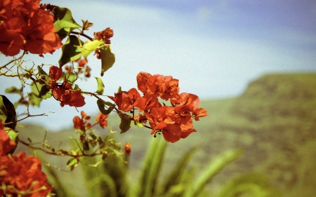 BOUGAINVILLEA - red, sun, mood, blue sky, flowers, palm, relax, bougainvillea