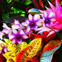 Colorful Flowers