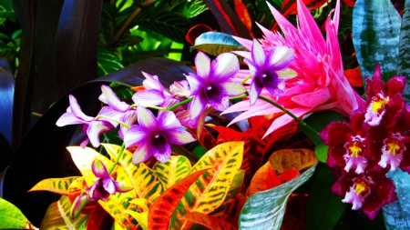 Colorful Flowers