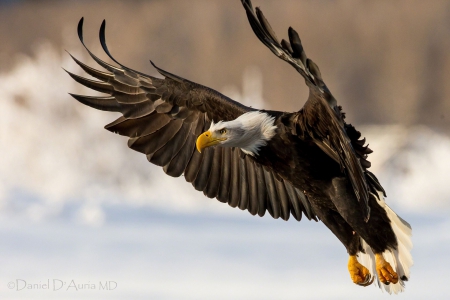 American Eagle - clouds, fishing, wings, raptor, Bald Eagle