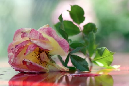 Rose petals - Rose, stem, petals, nature