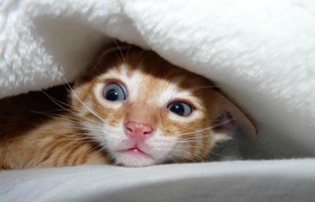 Scared kitten - animal, pink, cat, adorable, white, kitten, orange, scared, blue eyes, ginger