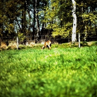 Roe deer Capreolus capreolus