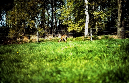 Roe deer Capreolus capreolus - animals, capreolul capreolus, wild, roe, deer, nature