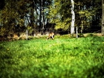 Roe deer Capreolus capreolus