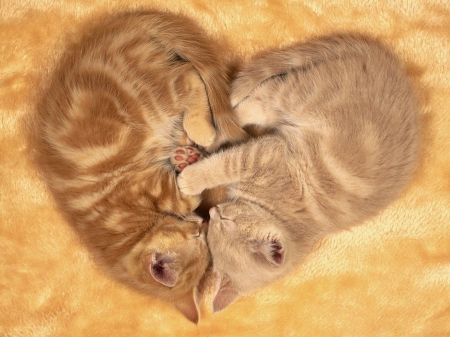 Love-Kats - animal, domestic, cute animal, cat, love, sleeping