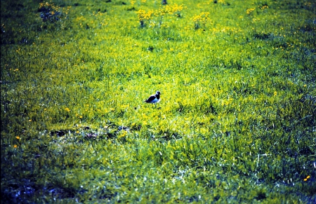 Kievit - fields, nature, animals, kievit, spring, birds