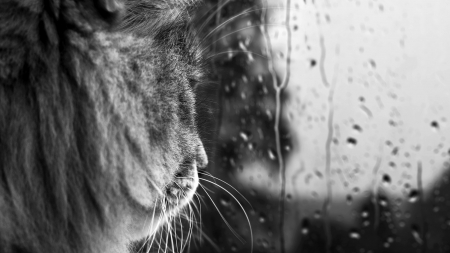 Rain - pet, window, cat, rain