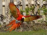 Scarlet-Macaw