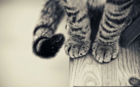 Kat - cute animal, pet, paws, cat