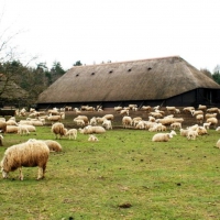 Herd Sheep