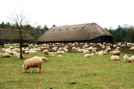 Herd Sheep - Sheep, herd, nature, fields, animals