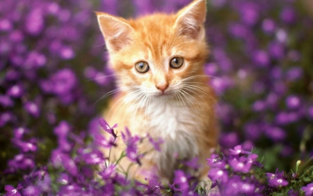 Kat - pet, flowers, cat, cute animal