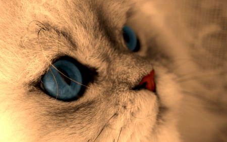 Kat - pet, animal, cute, cat, blue eyes