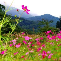 Pretty mountain flowers