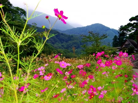 Pretty mountain flowers - summer, beautiful, cottage, freshnewss, cabin, grass, chalet, nature, mountain, greenery, pretty, flowers, wildflowers, sky, peaks, freshness, nice, lovely, house