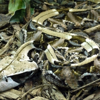 GABOON VIPER