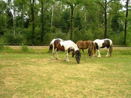 Lovely Horses - grazing, nature, fields, lovely, Horses, animals